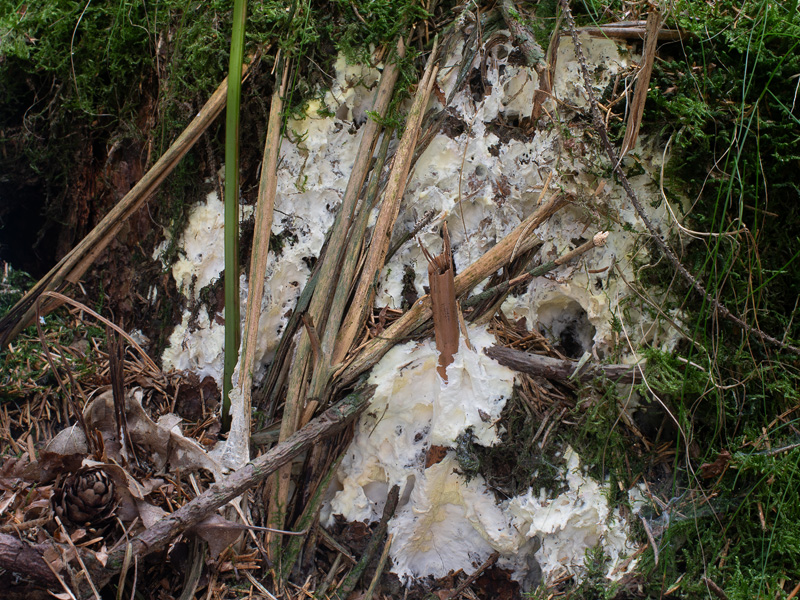 Fibroporia bohemica Fibroporia bohemica